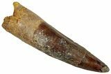 Fossil Spinosaurus Tooth - Real Dinosaur Tooth #324871-1